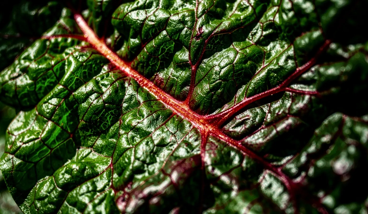 Textură botanică macro